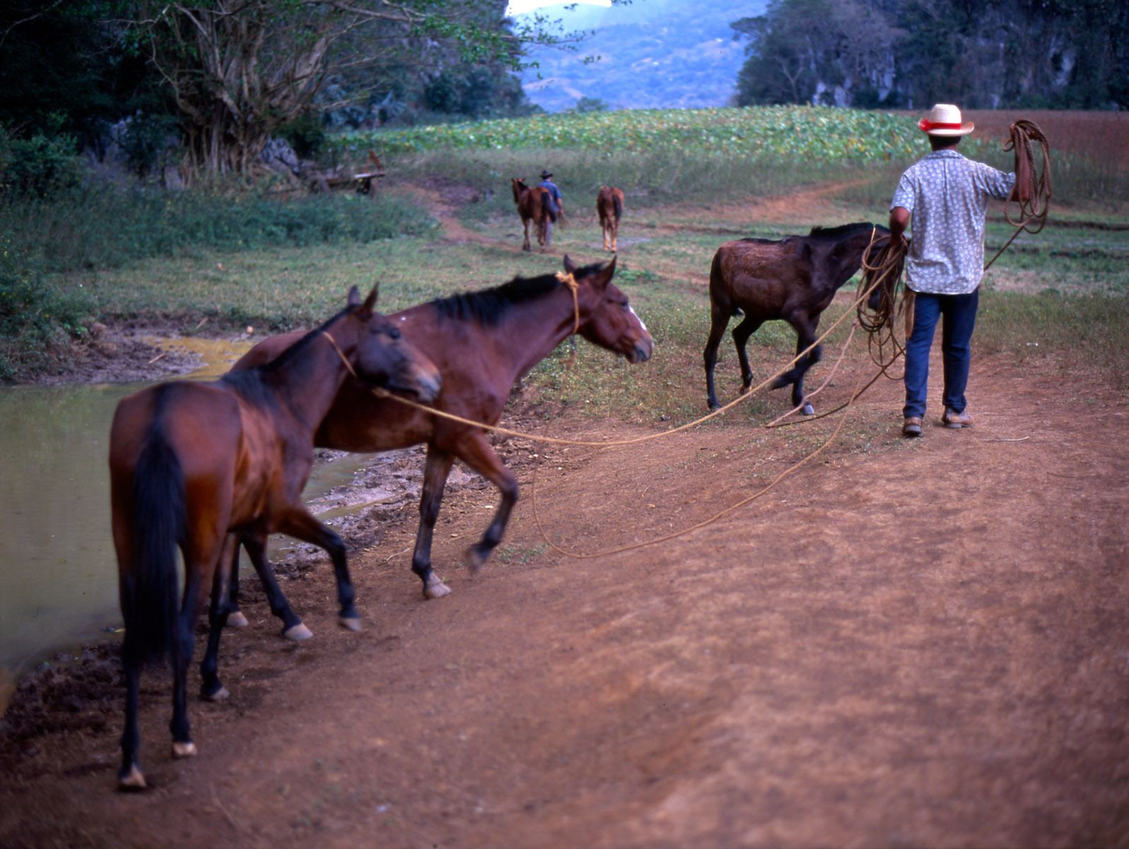 Watering horses in Vinales