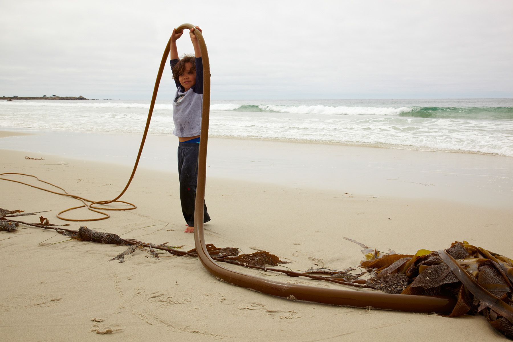 Lifting giant kelp in Spanish Bay, Monterey Peninsula, California