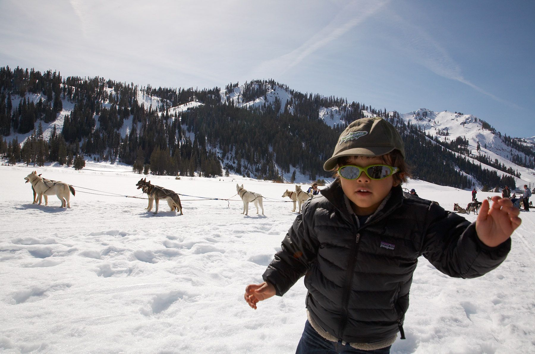 Dogsledding at Squaw Valley, California