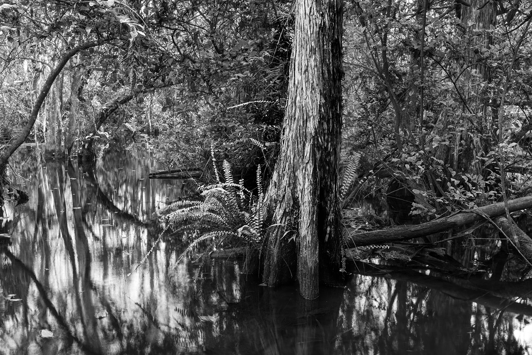 EVERGLADES ROOTED