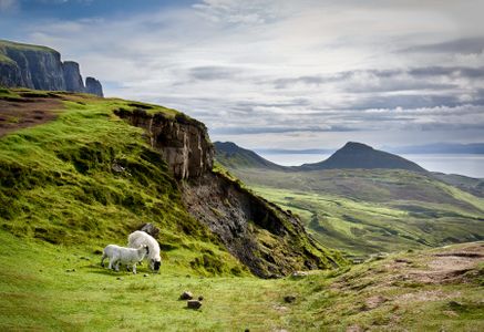 Sheep-on-the-Quiraing