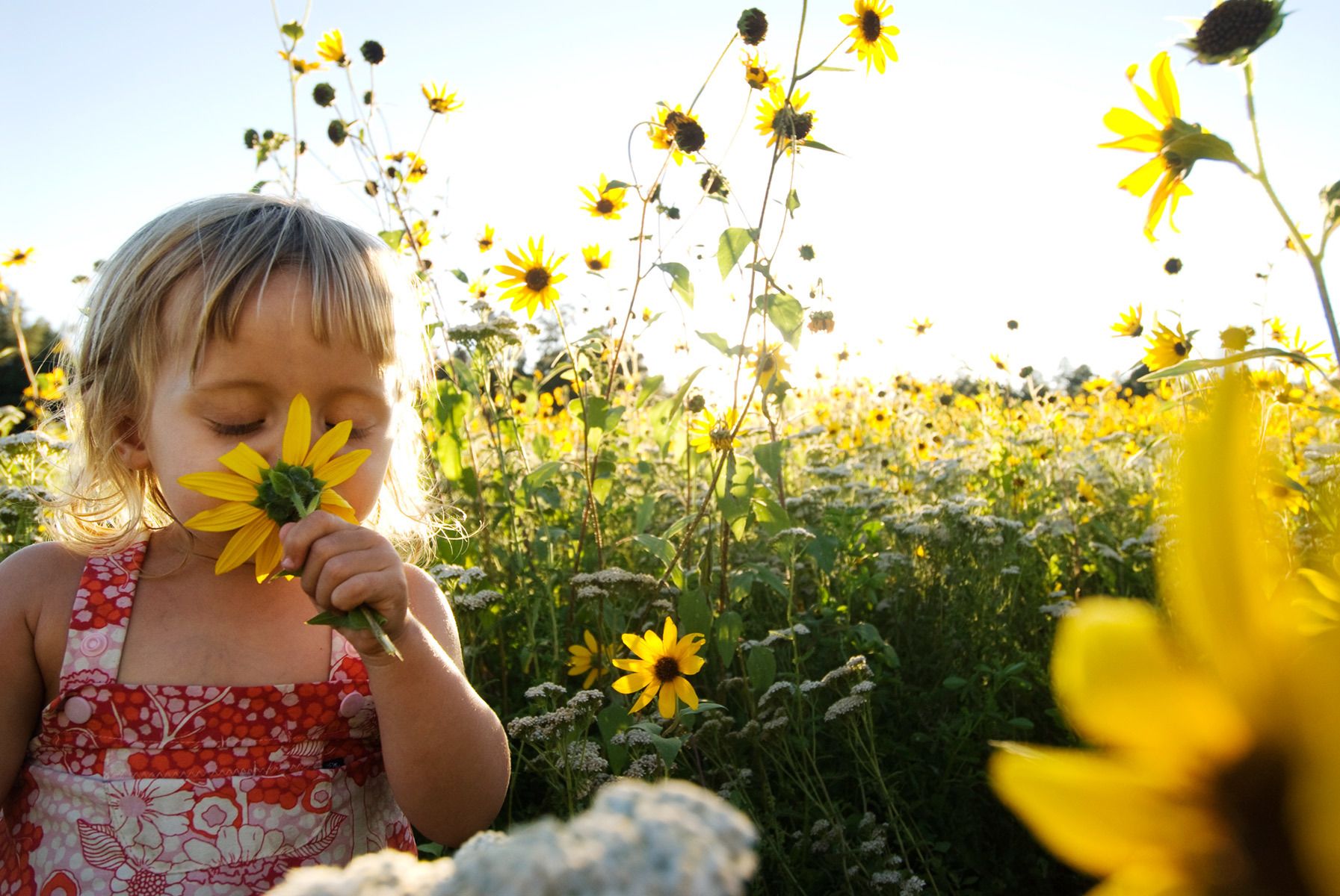 1kgeorge_carrieavasunflowers07