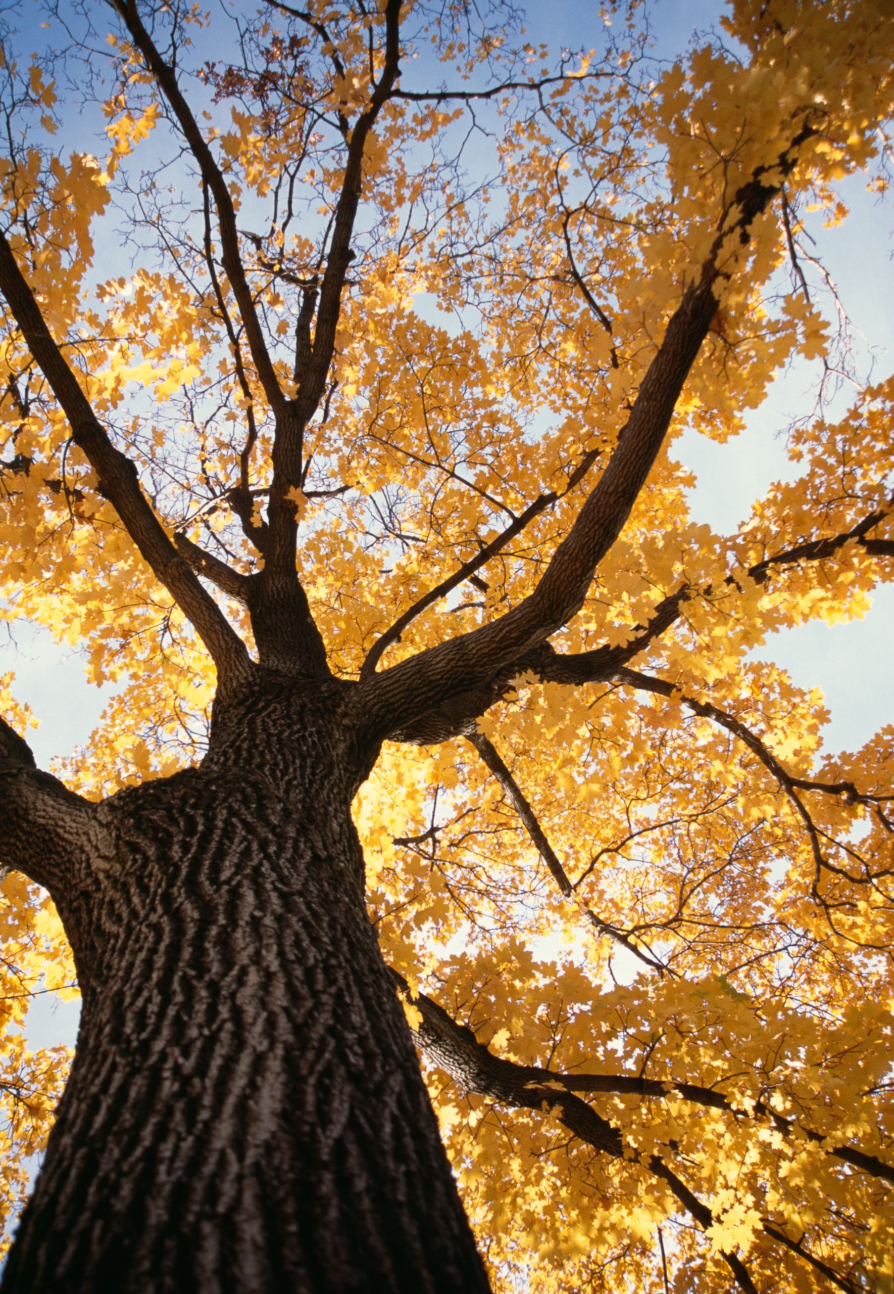 fall_maple_flattened-2.jpg