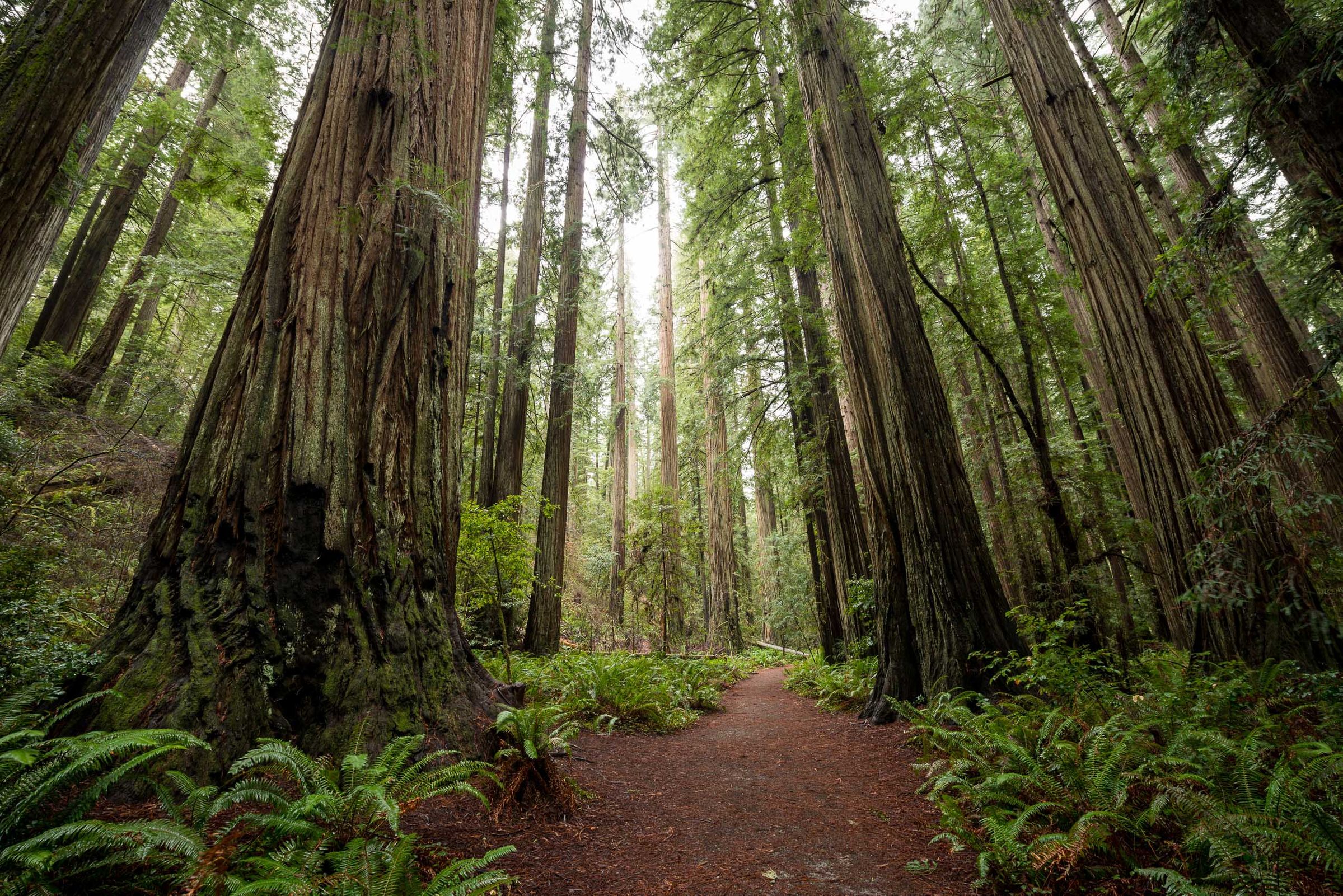 redwoods_path.jpg
