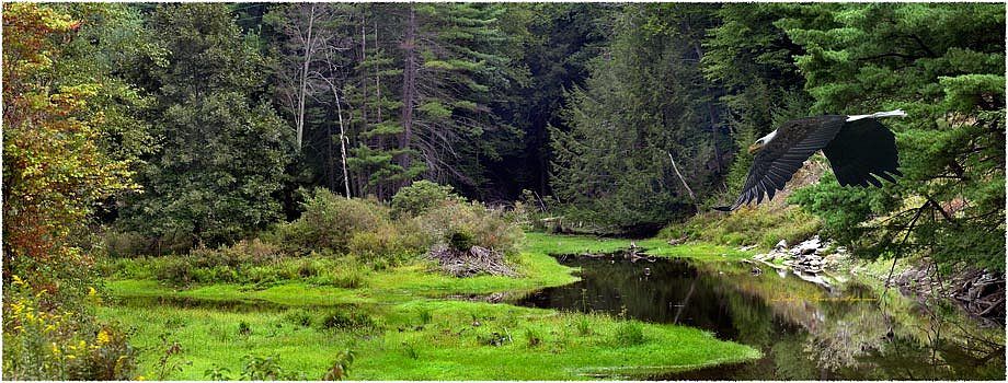 1swamp_with_eagle_panorama_updated_print.jpg