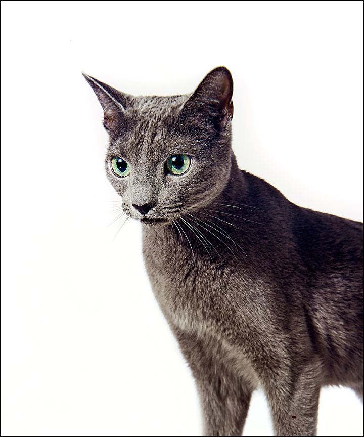 Cat-1.jpg
