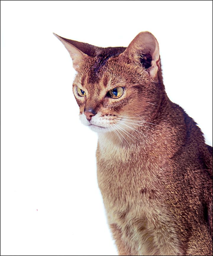 Cat-2.jpg