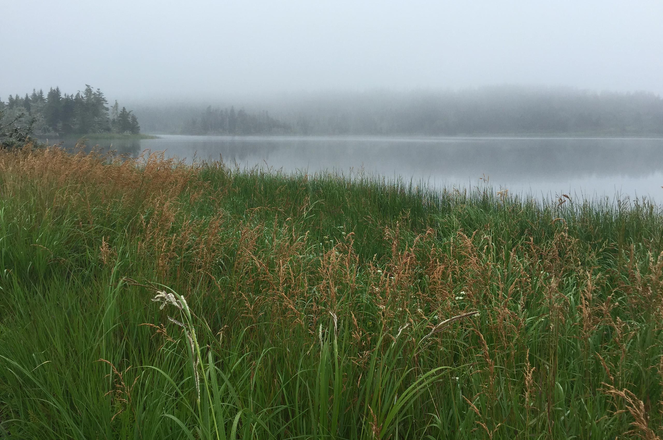 03_marsh_2560x1700_50quality.jpg