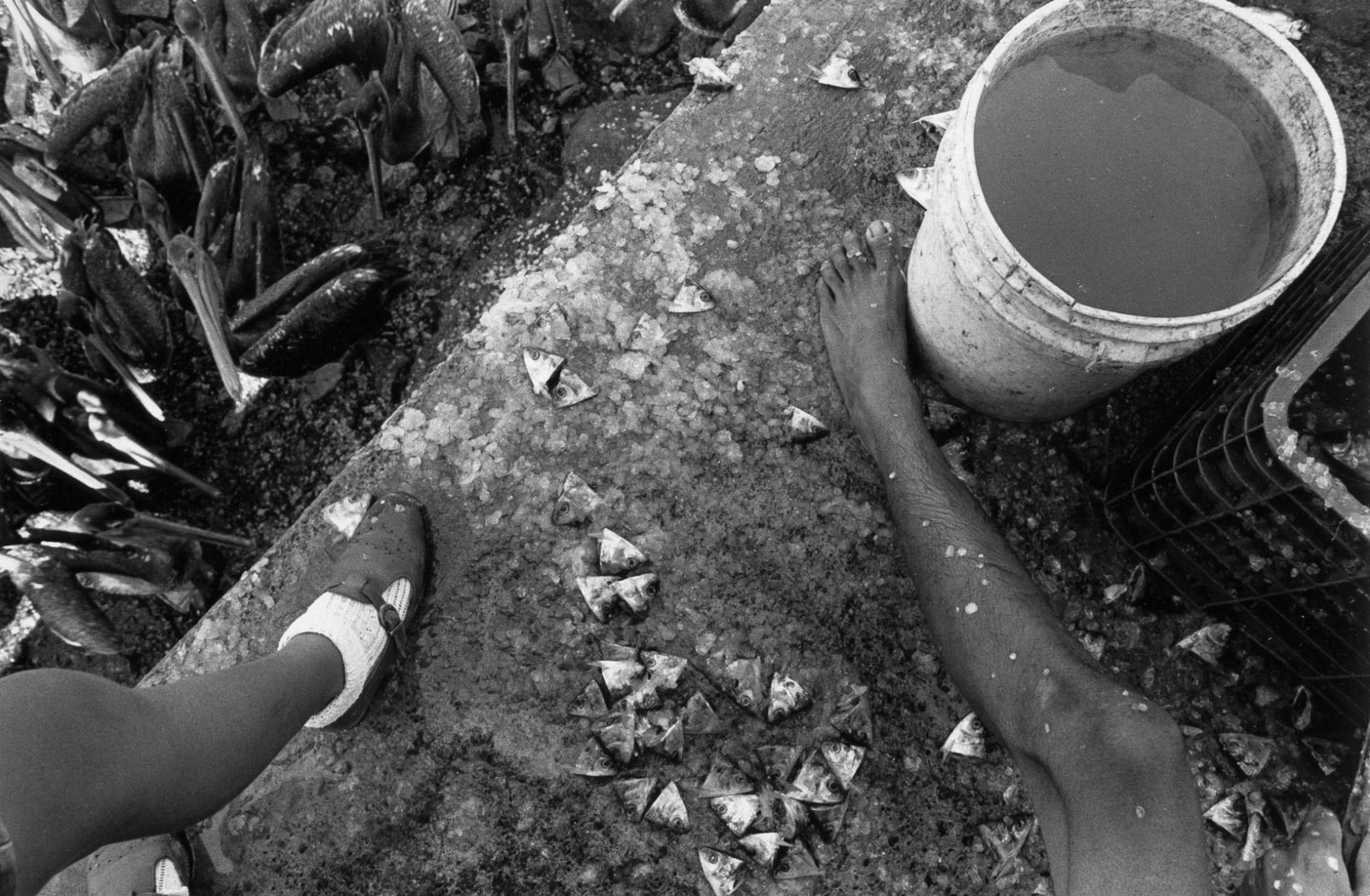 Cleaning Fish, Quepos, Costa Rica; 1997