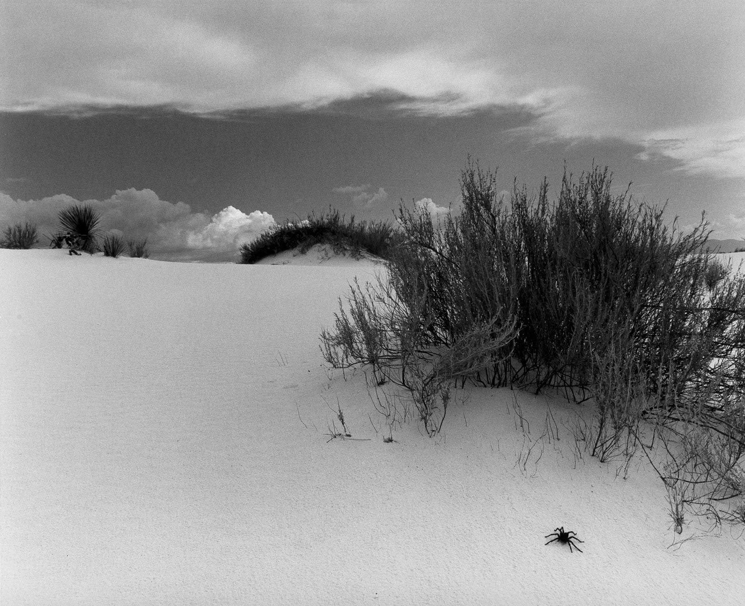 Tarantula, White Sands, New Mexico; 1976
