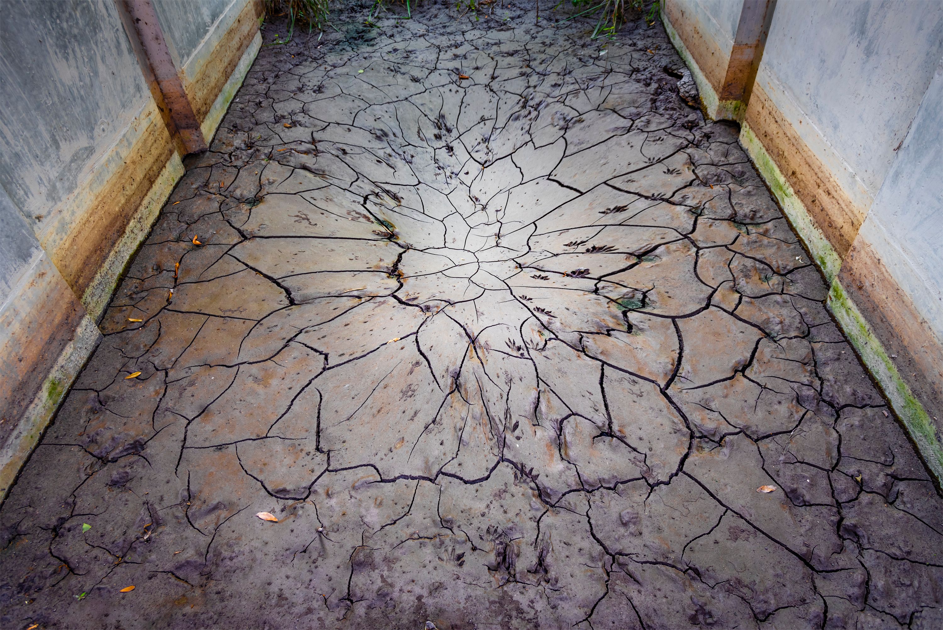 Mud_Tracks_Cracks_2021 copy.jpg