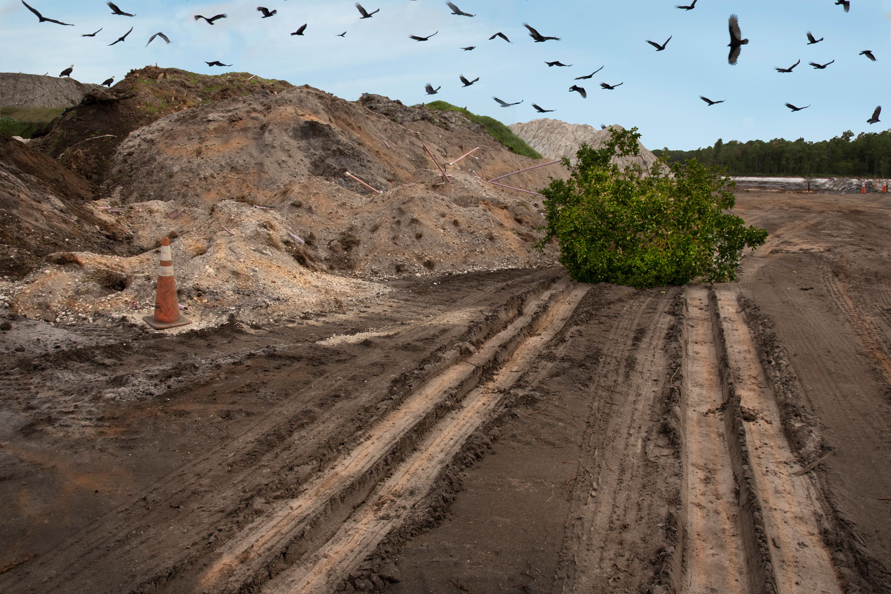 Green Bush.DB.2018 copy.jpg