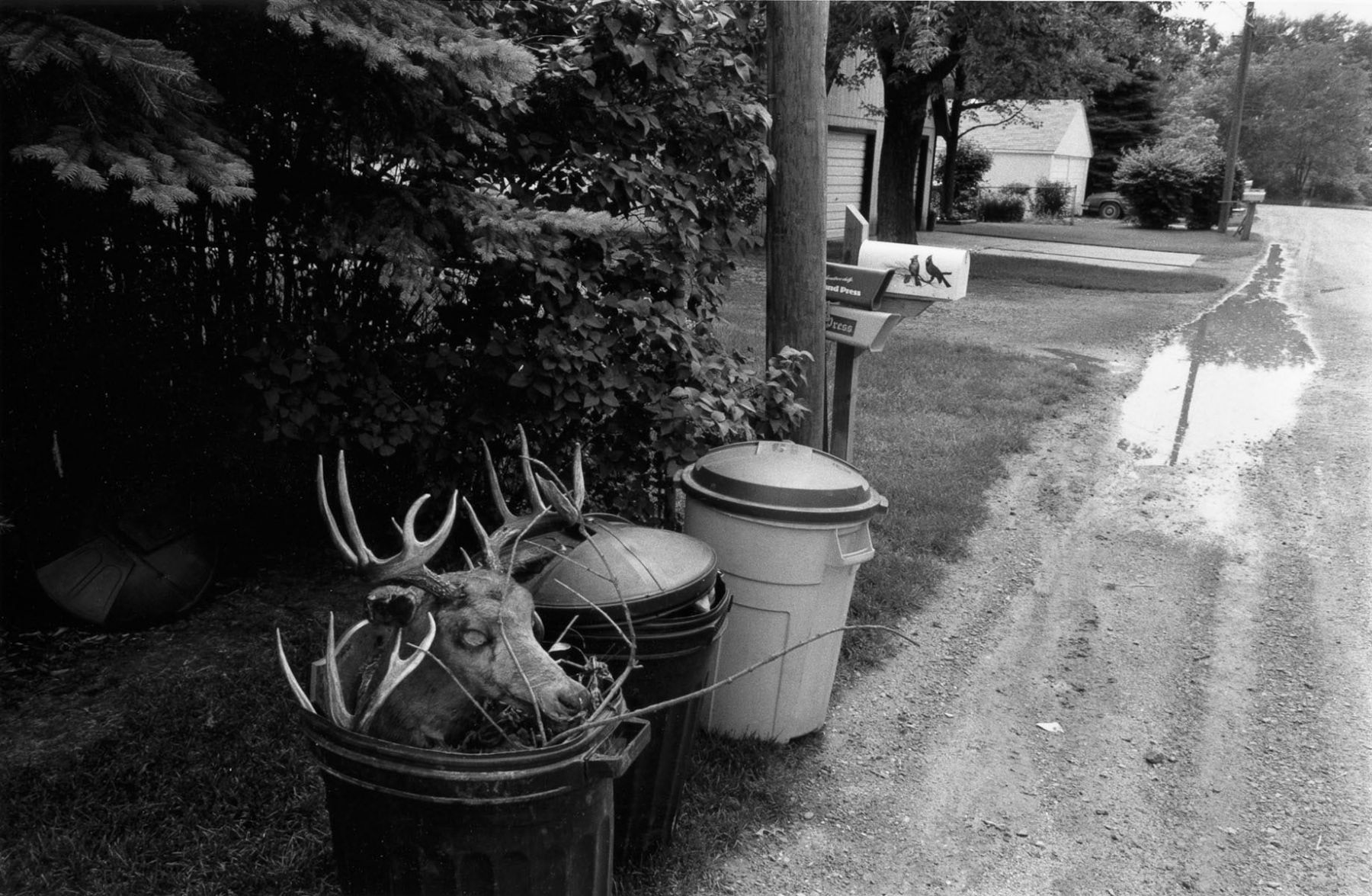 Neighbor, Lake Orion, Michigan; 1997