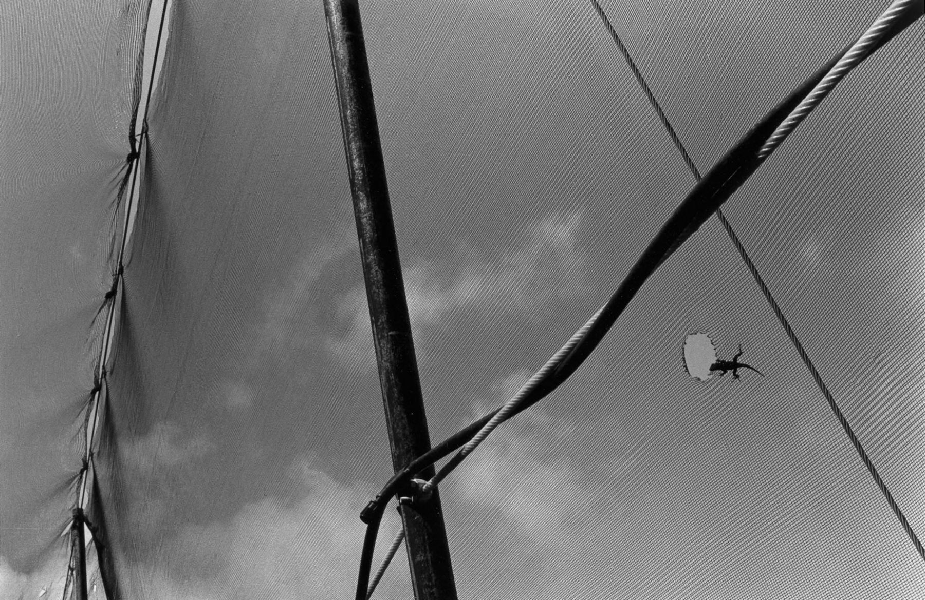 Lizard, Puerto Rica; 1997