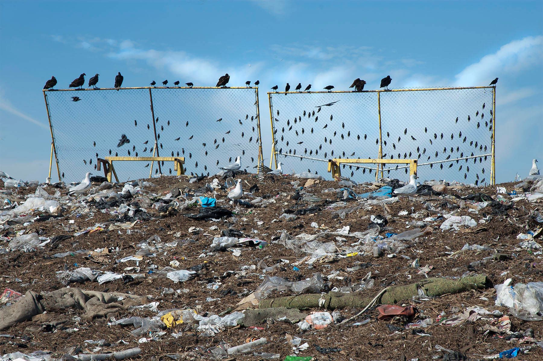 1landfill_birds_fence2009.jpg