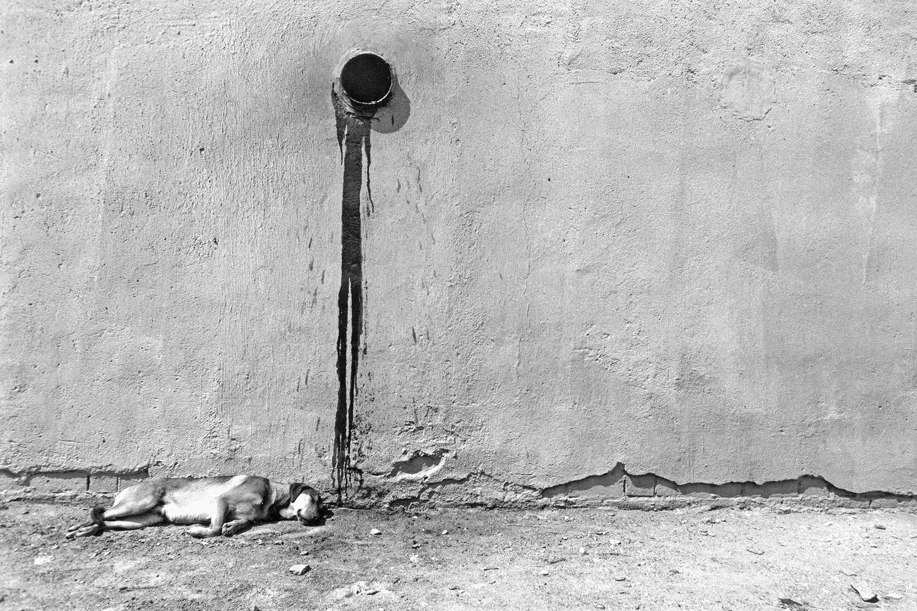Dog, Barcelona, Spain; 1979