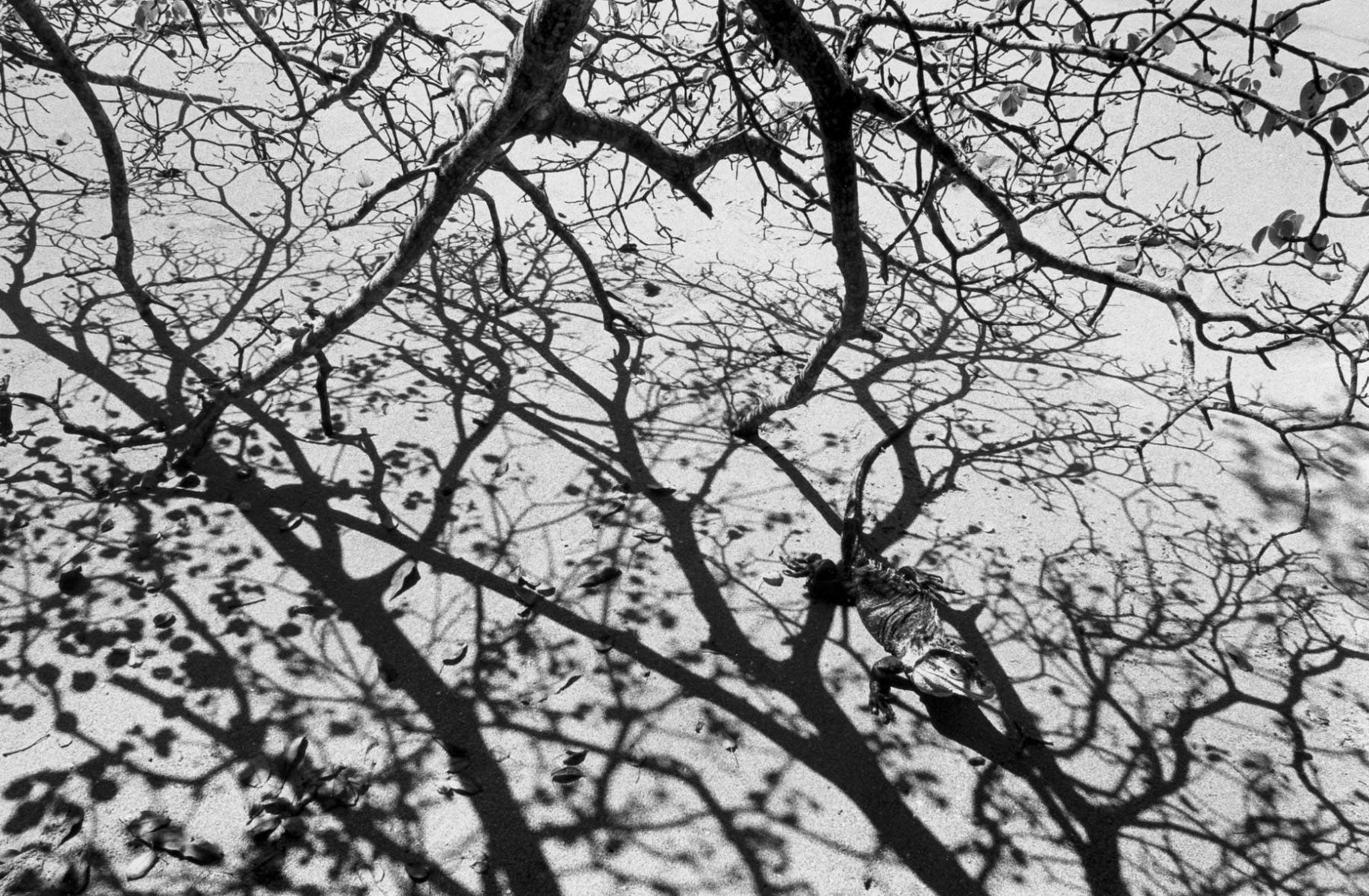 Iguana, Costa Rica; 1997