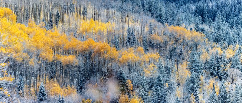 My favourite Aspen grove on the Pass. Beautifully in colour after the first snow down low. The Grove
