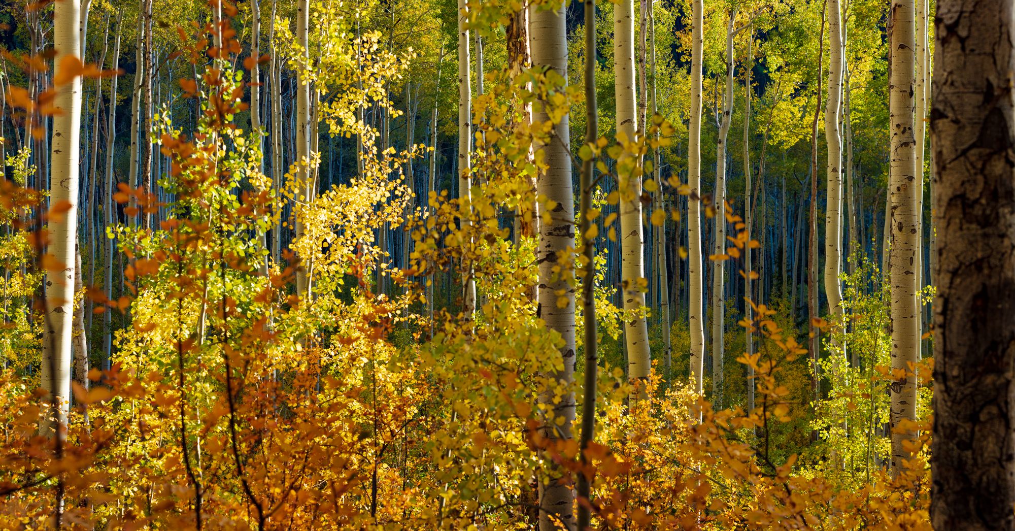 Saturated- Aspen Co