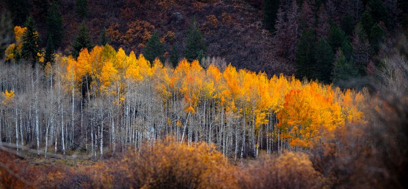 Aspen Peak Fall Colours- 2025