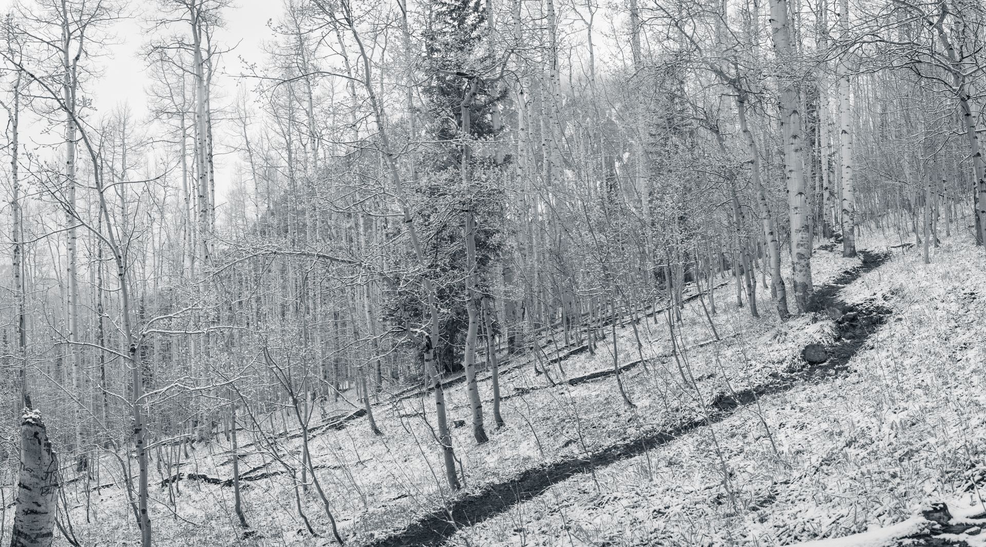 WF_B0002405-Pano.jpeg