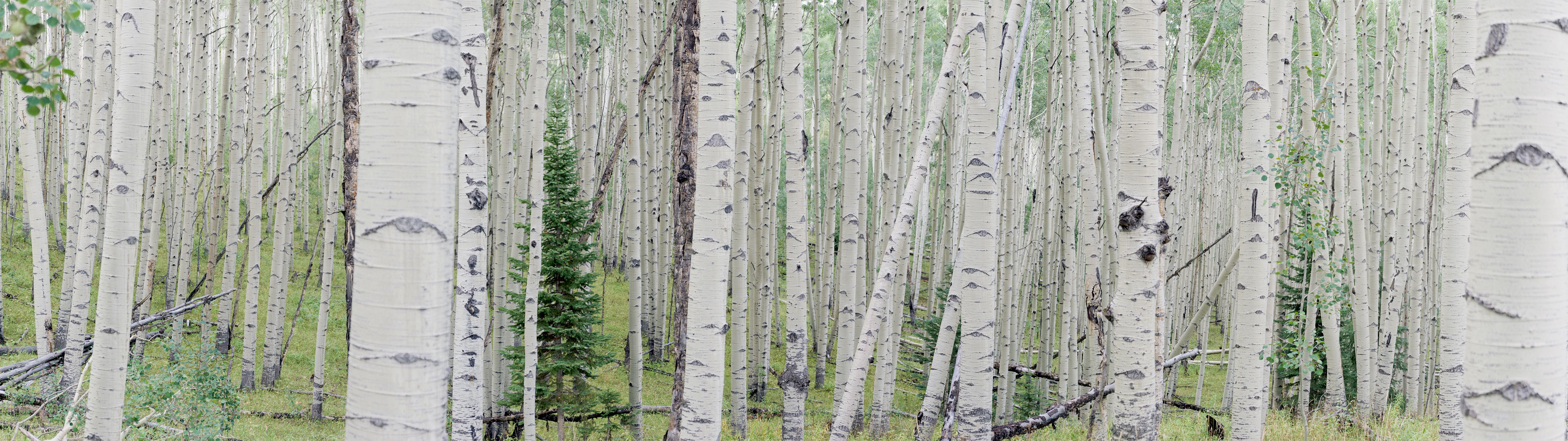 Aspens