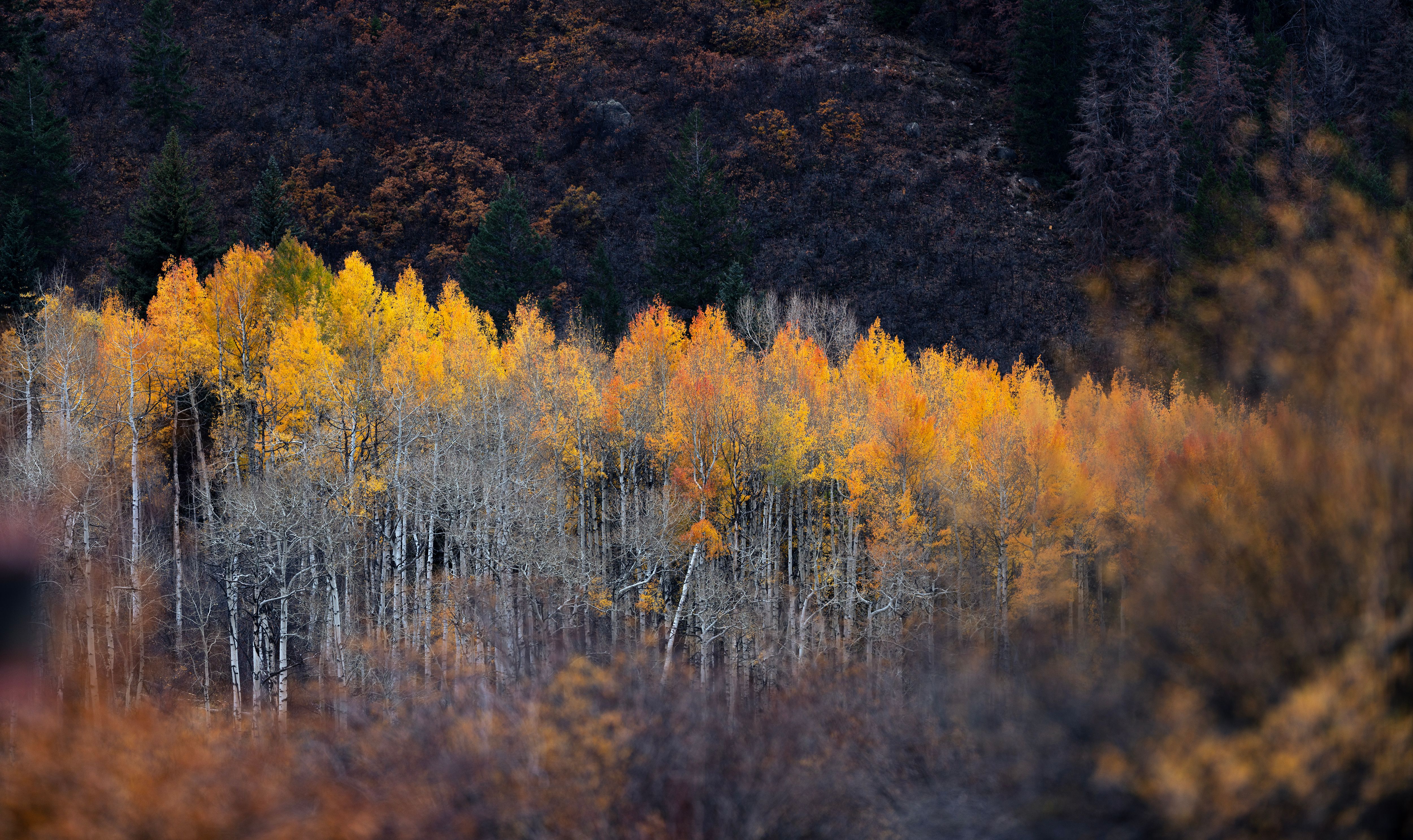 Northstar Preserve
