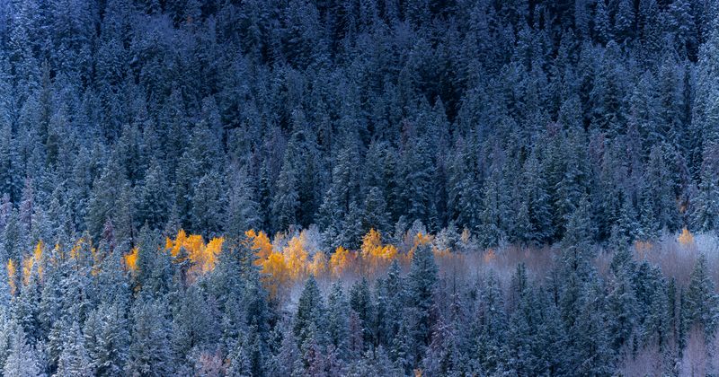 First Snow- Aspens standing strong among the pines. Oct 2025 Standing Strong