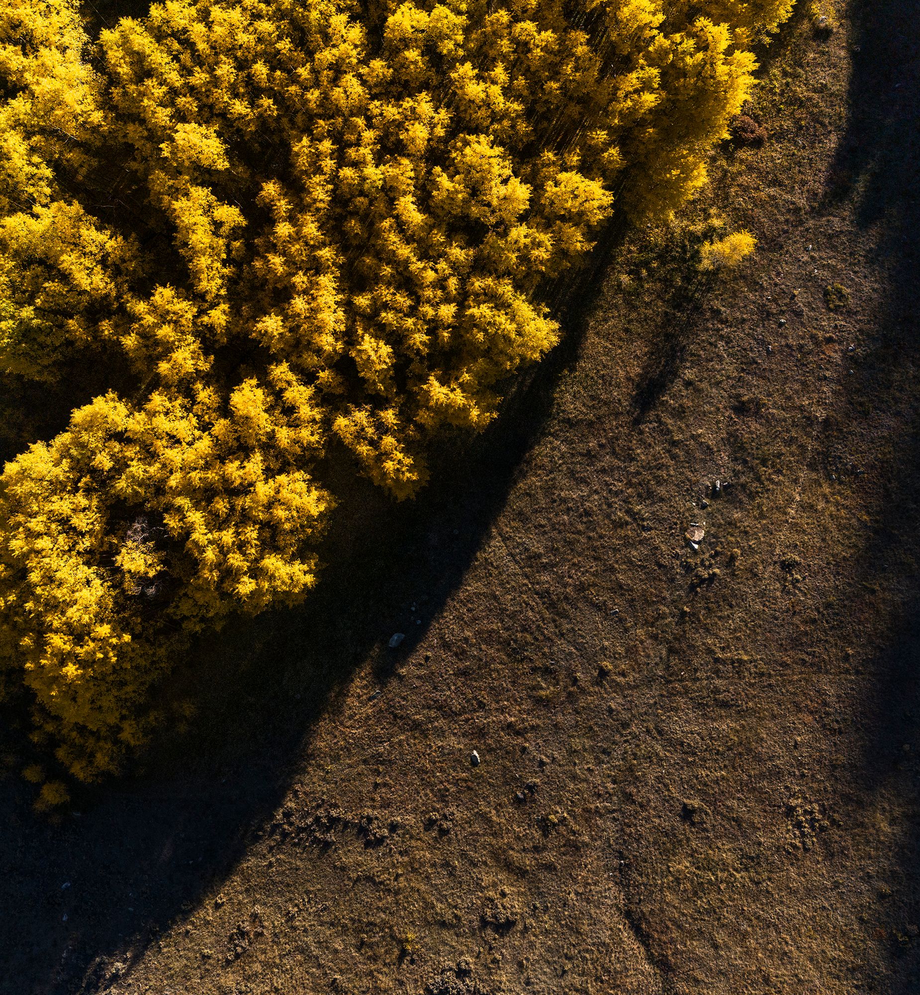 Autumn Canvas
