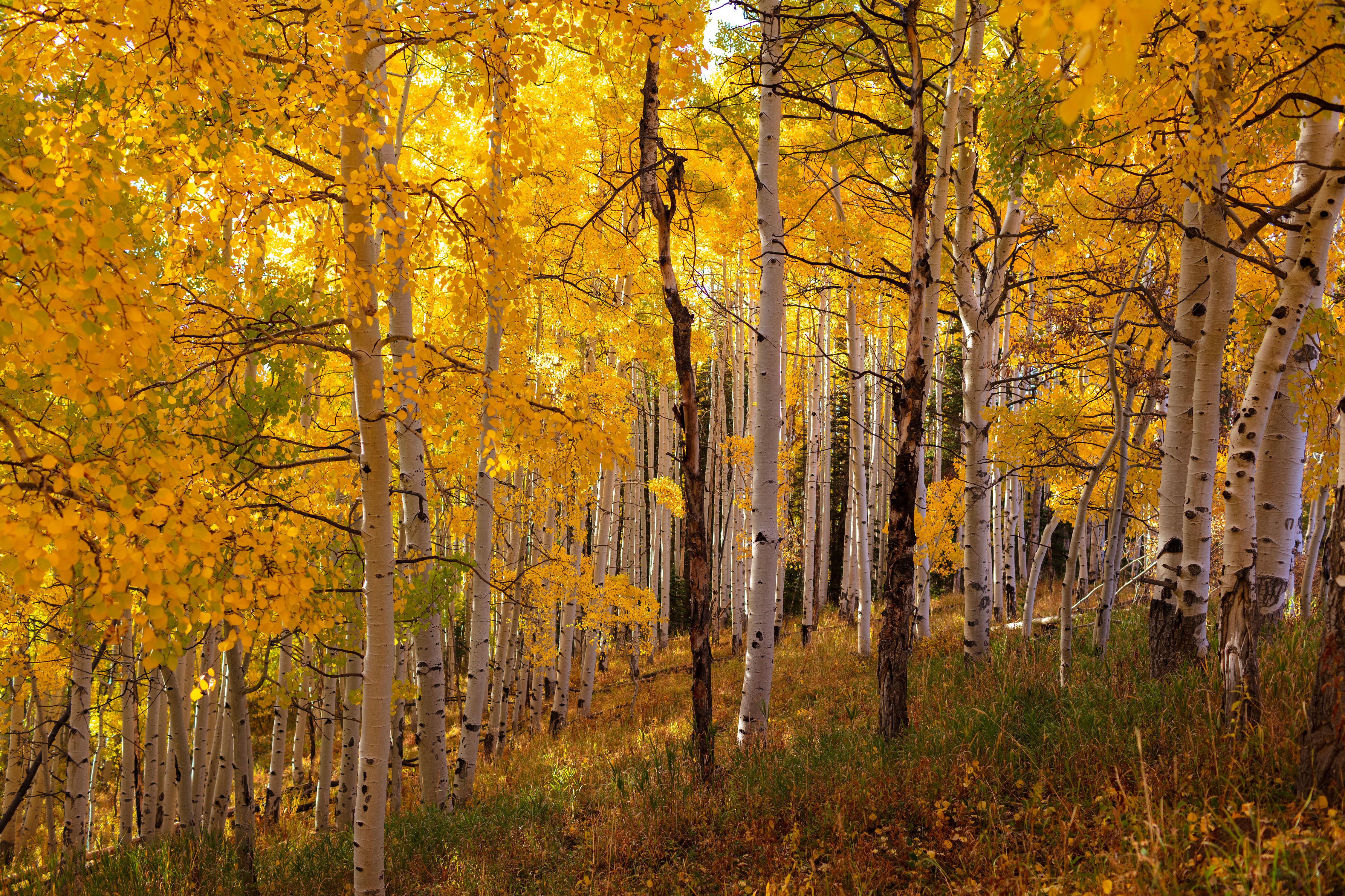 Fall colour bath. Aspen Mountain 2025