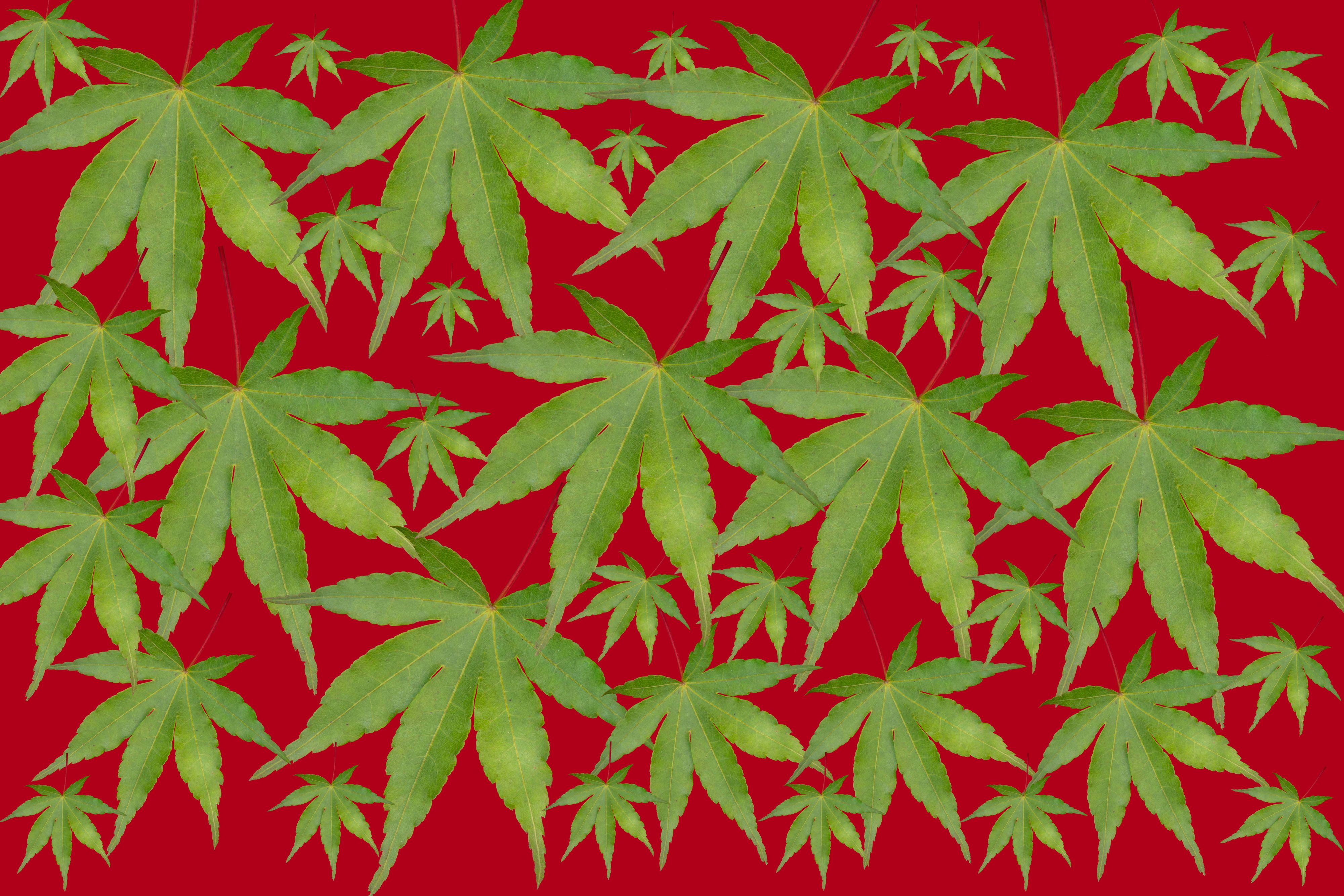Multi leaf on red 24x36.jpg