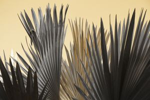 Wing of Fronds