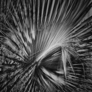 Fronds 5 BW.jpg