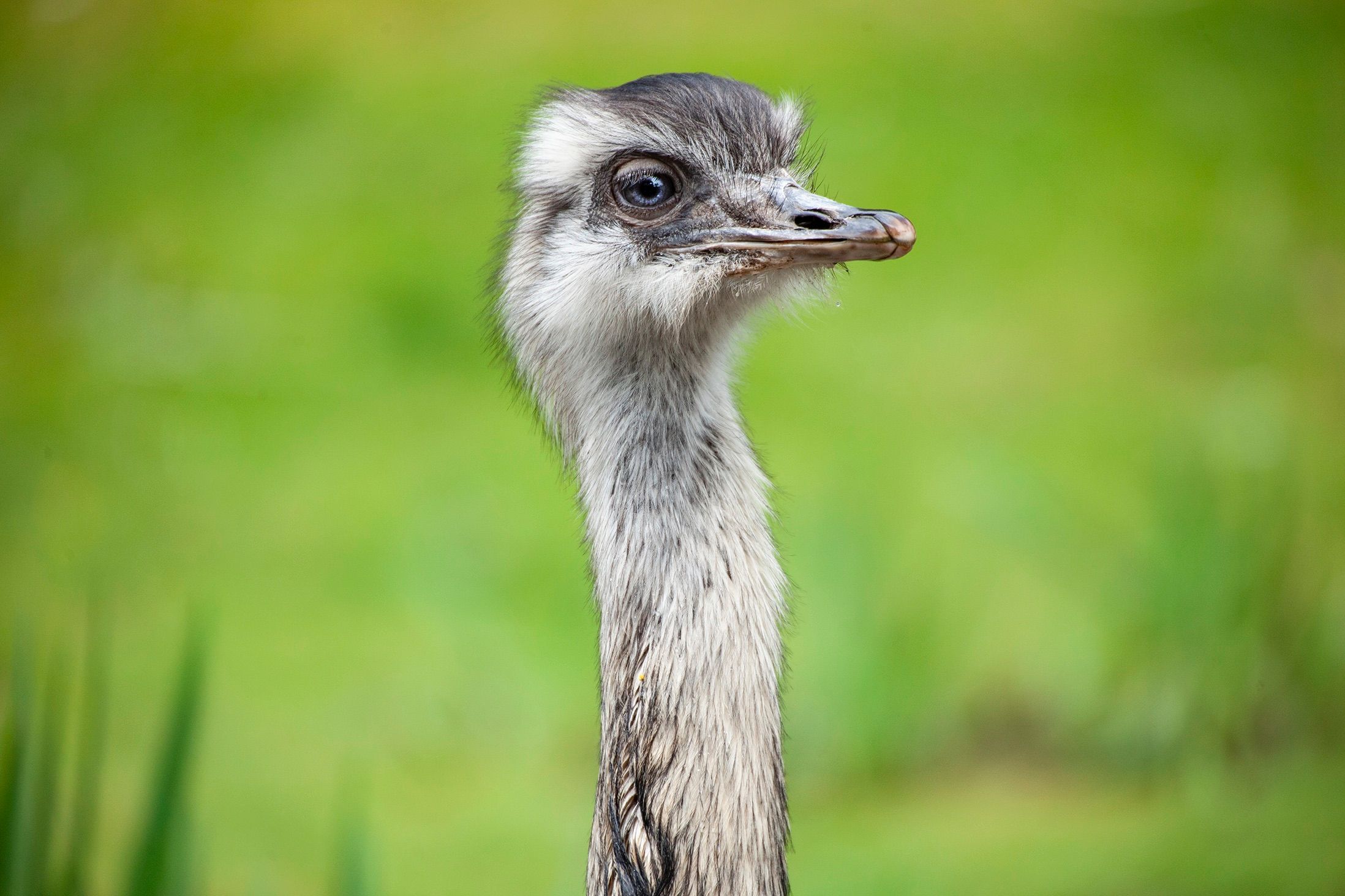 20190310_Ostrich_v01.jpeg