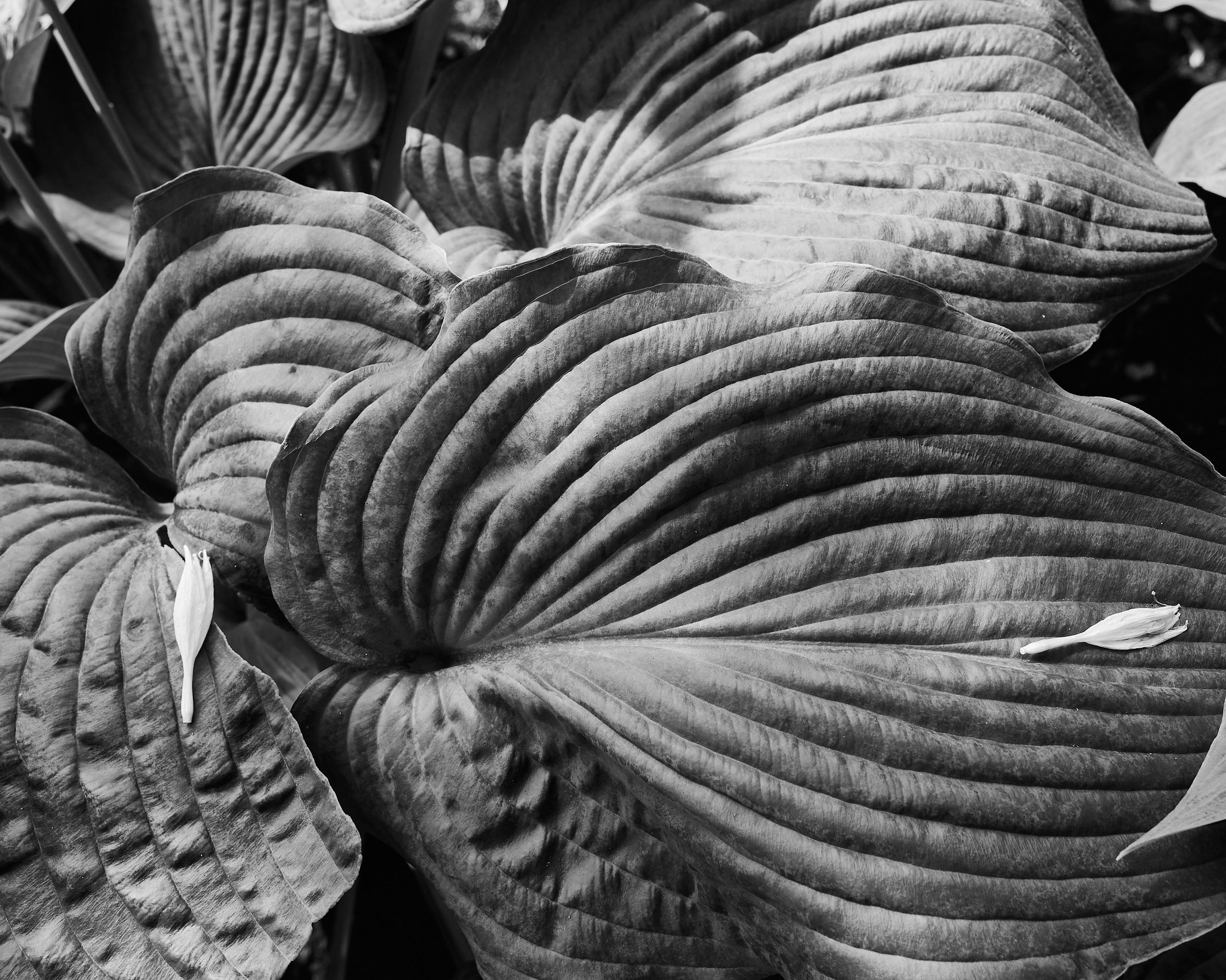 6066_0037.jpg
