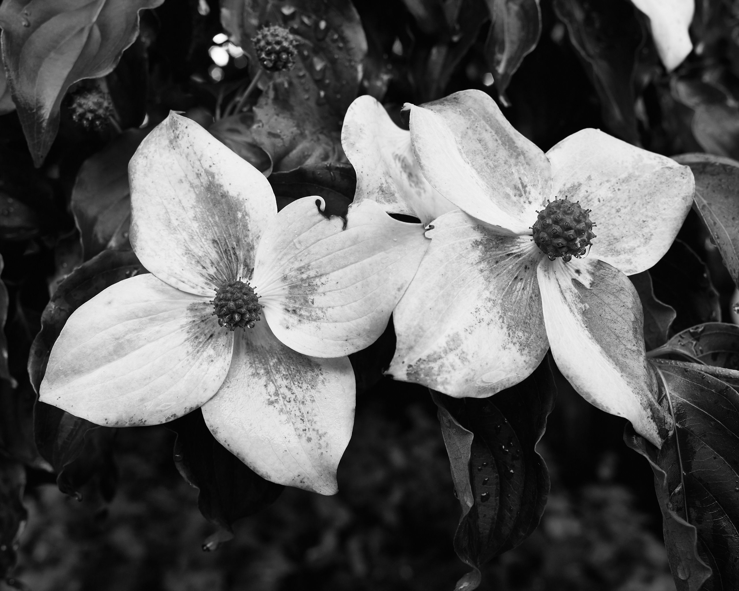 6066_0061.jpg