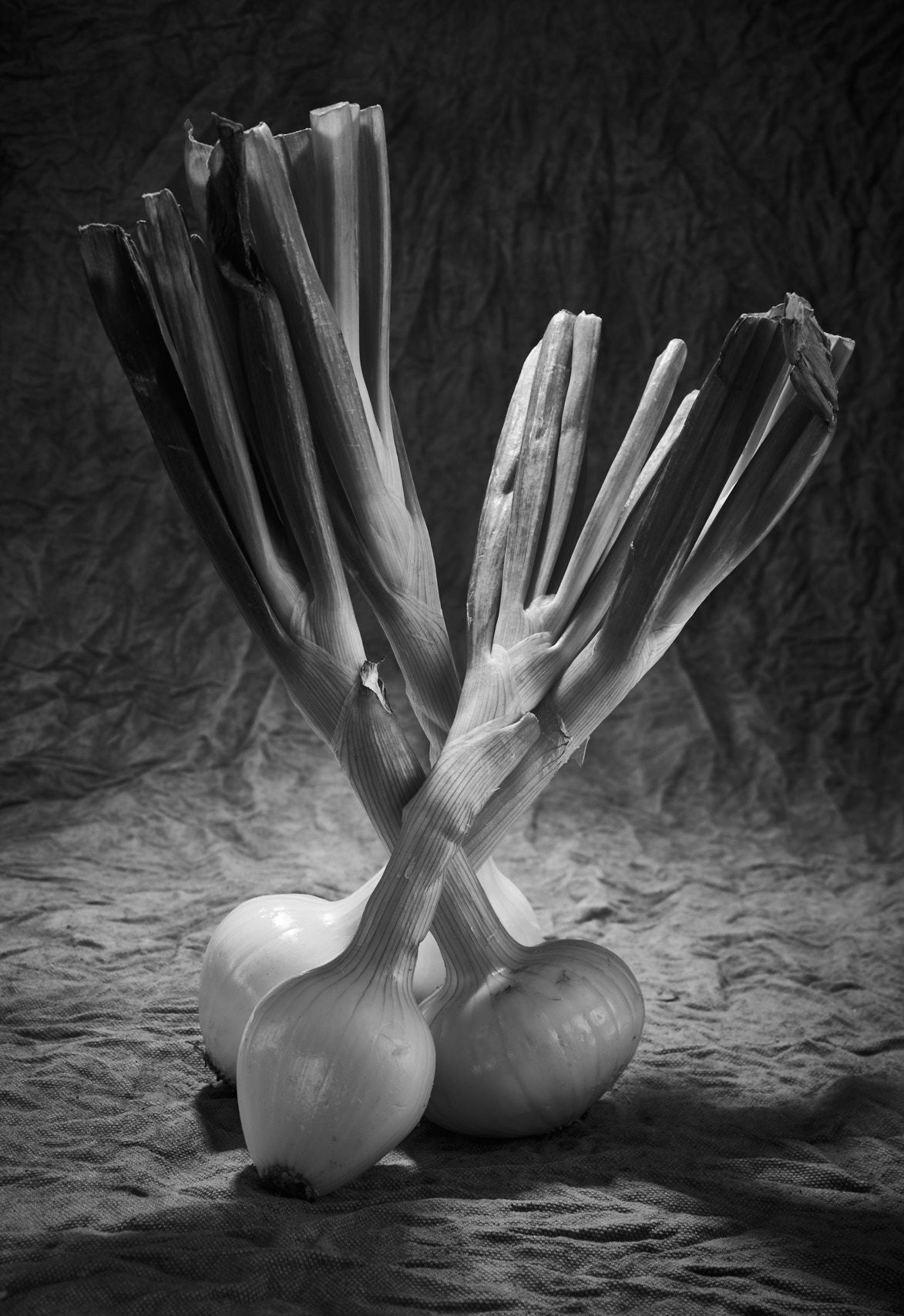 5639-SpringOnions1061.jpg