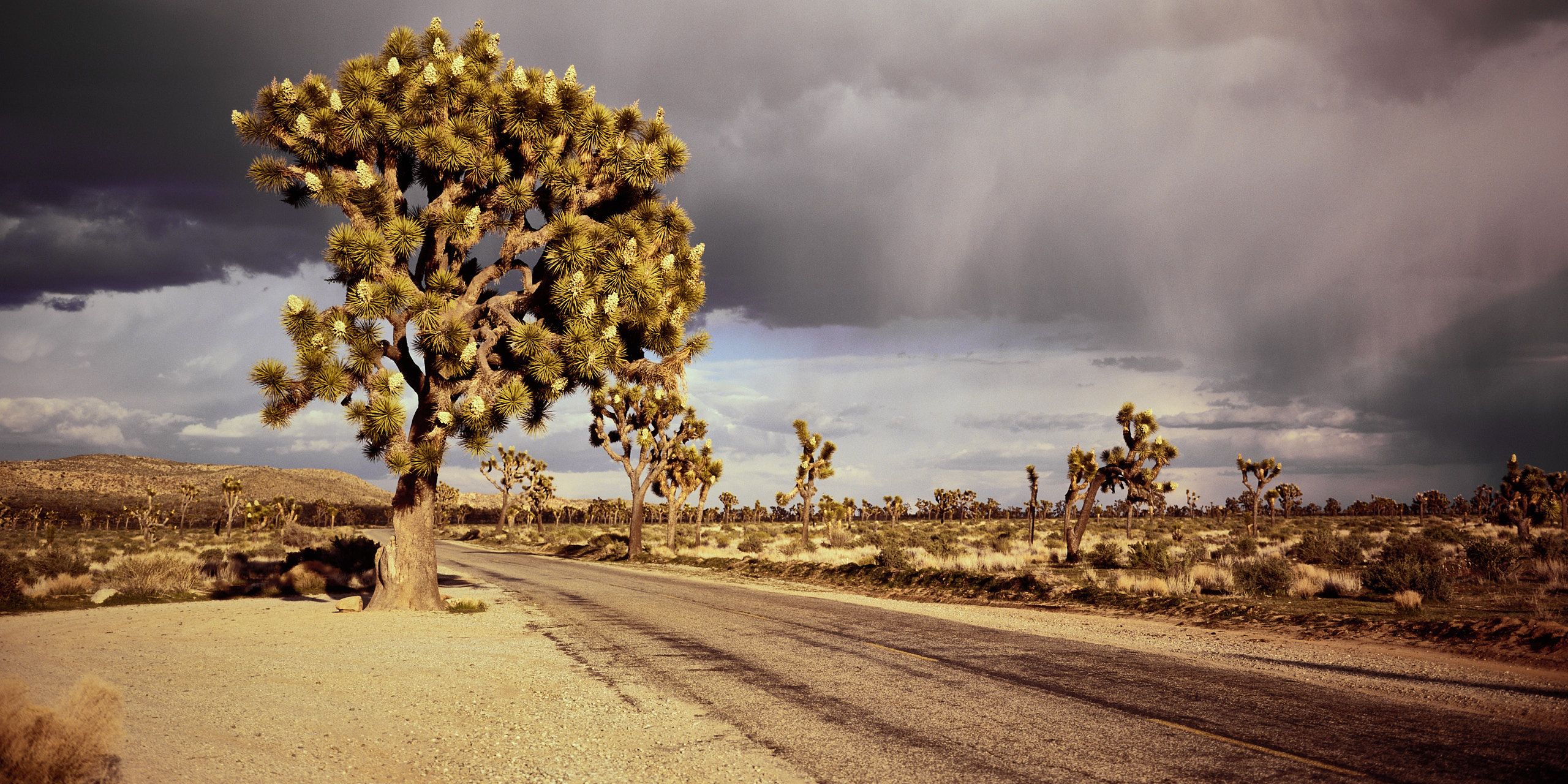 Joshua Tree & Anza Borrego