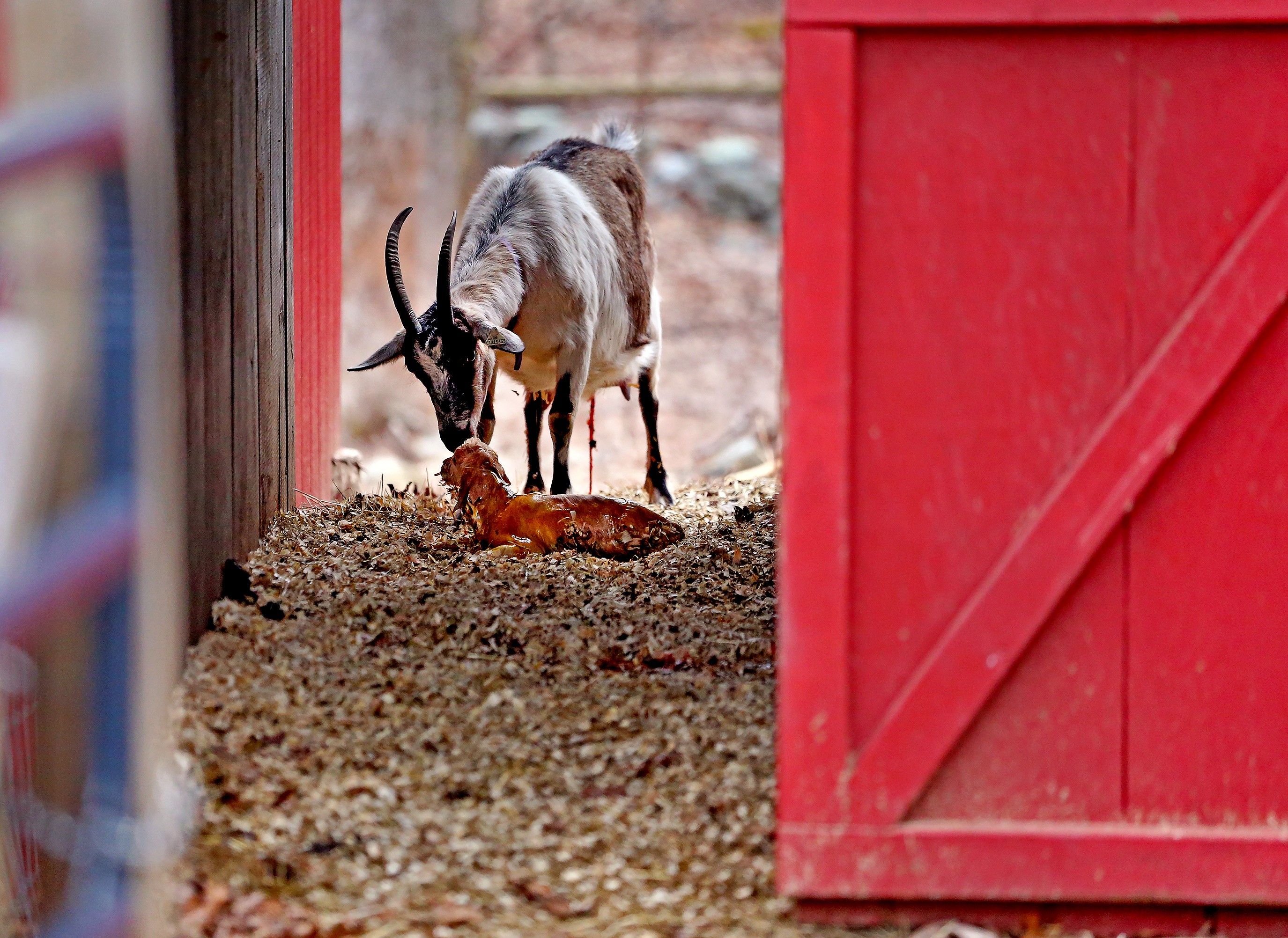 TIMSPHOTO.COM_GOAT_TRIPLETS_001.jpg