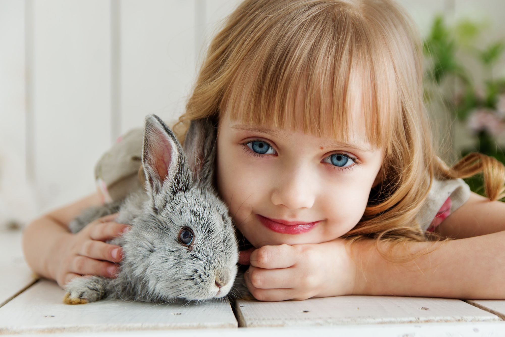 adorable-animal-attractive-1462634.jpg