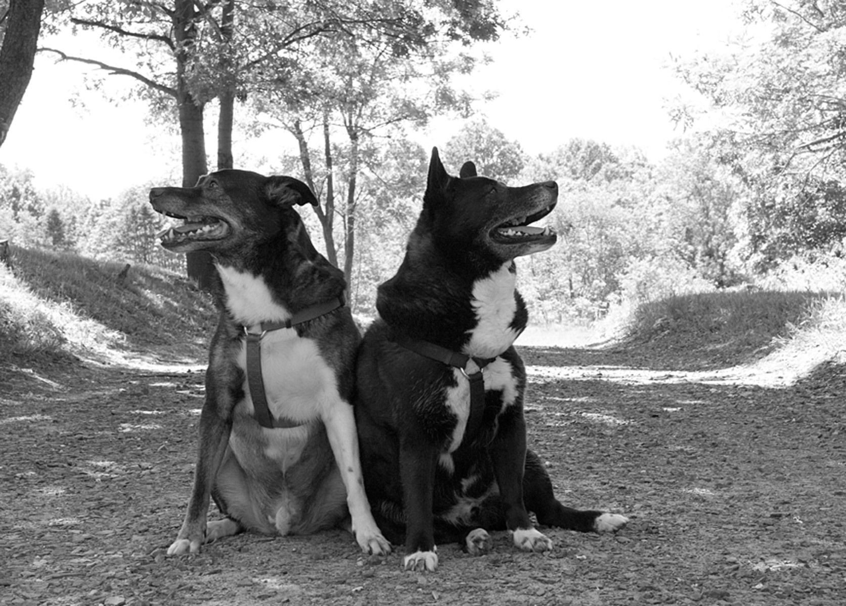 1bordercolliemixes53_bw