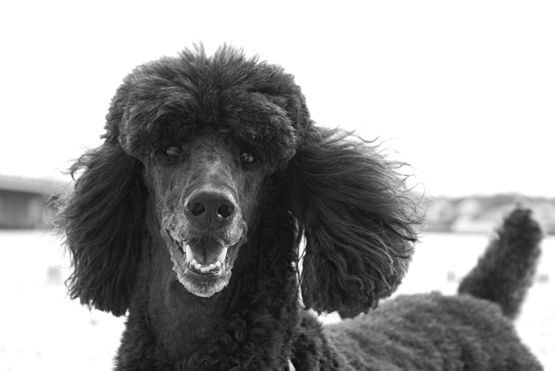 1standardpoodle50_bw