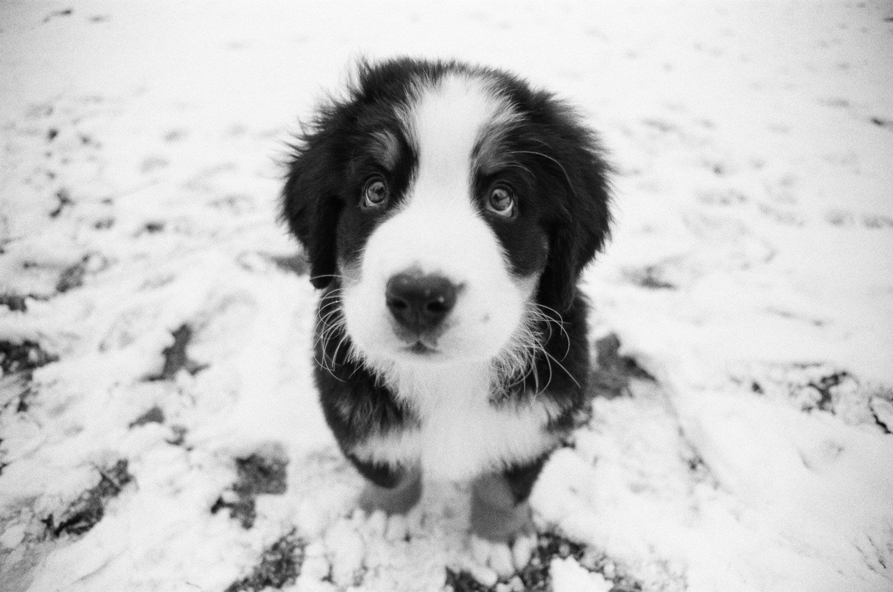 1bernesemountainpuppy_snow