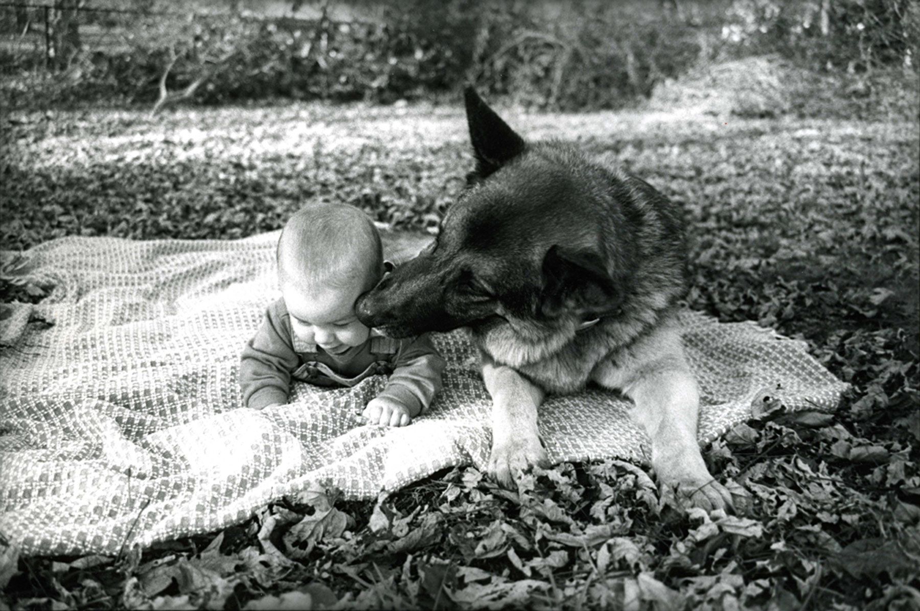 1baby_germanshepherd