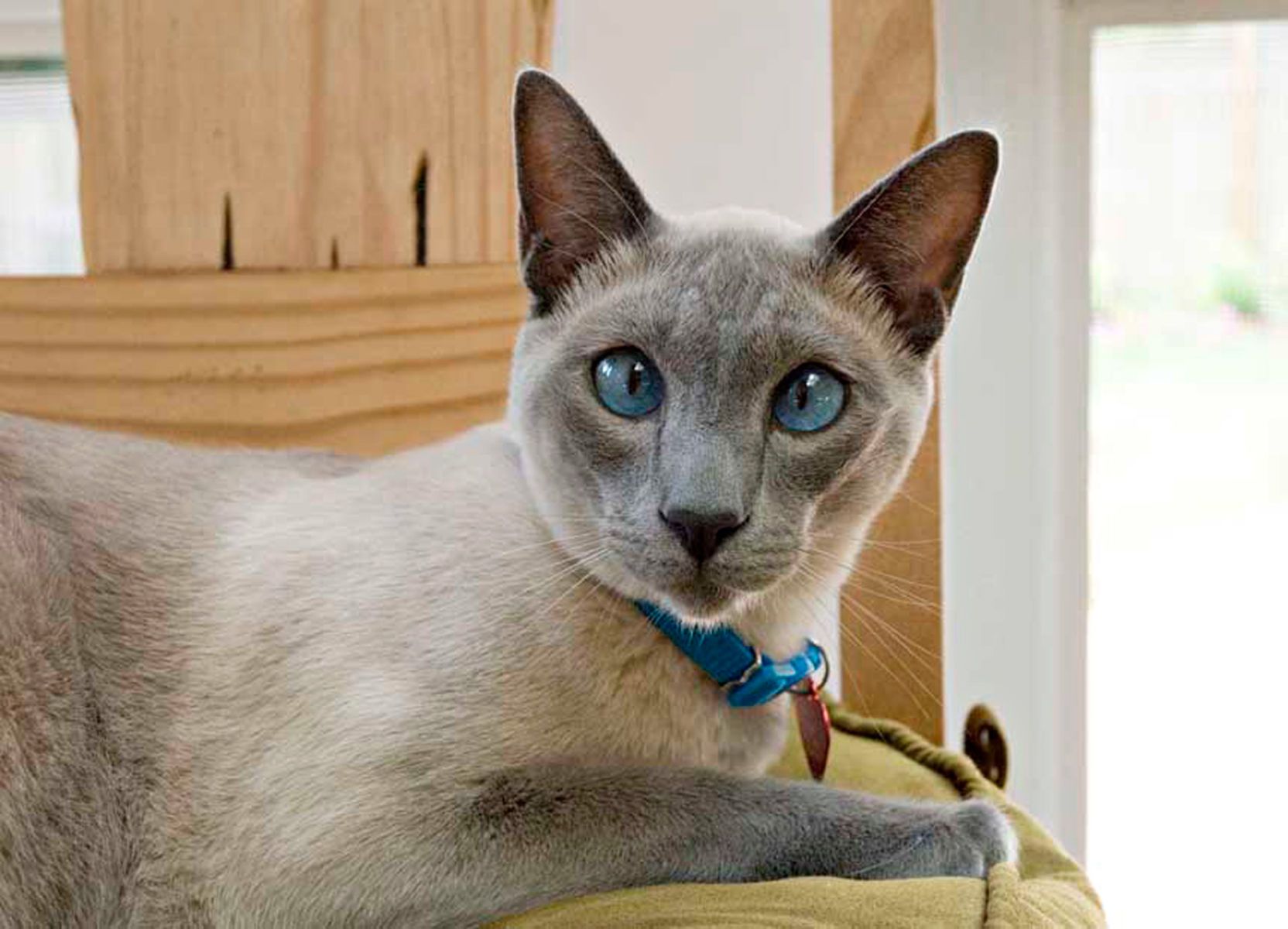 1siamesecat84_colorlow