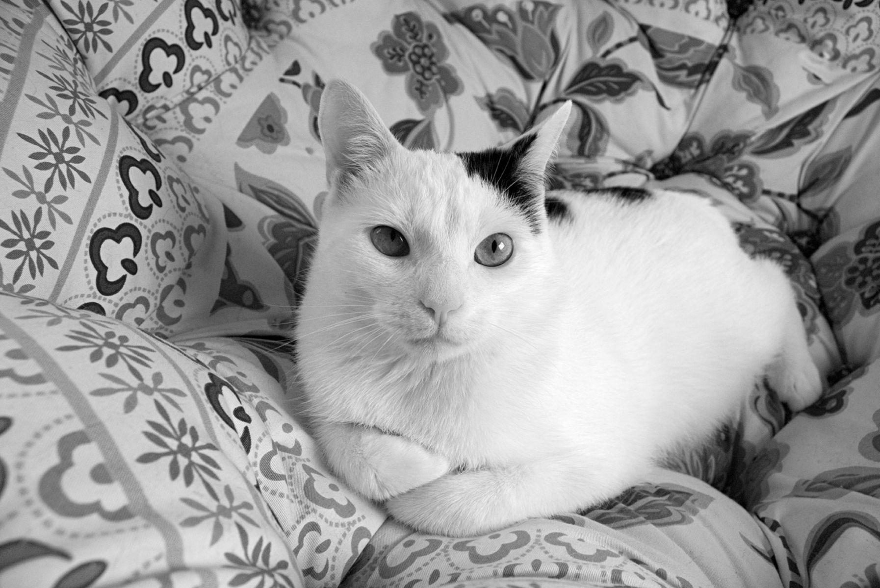 1whitecat45_bw