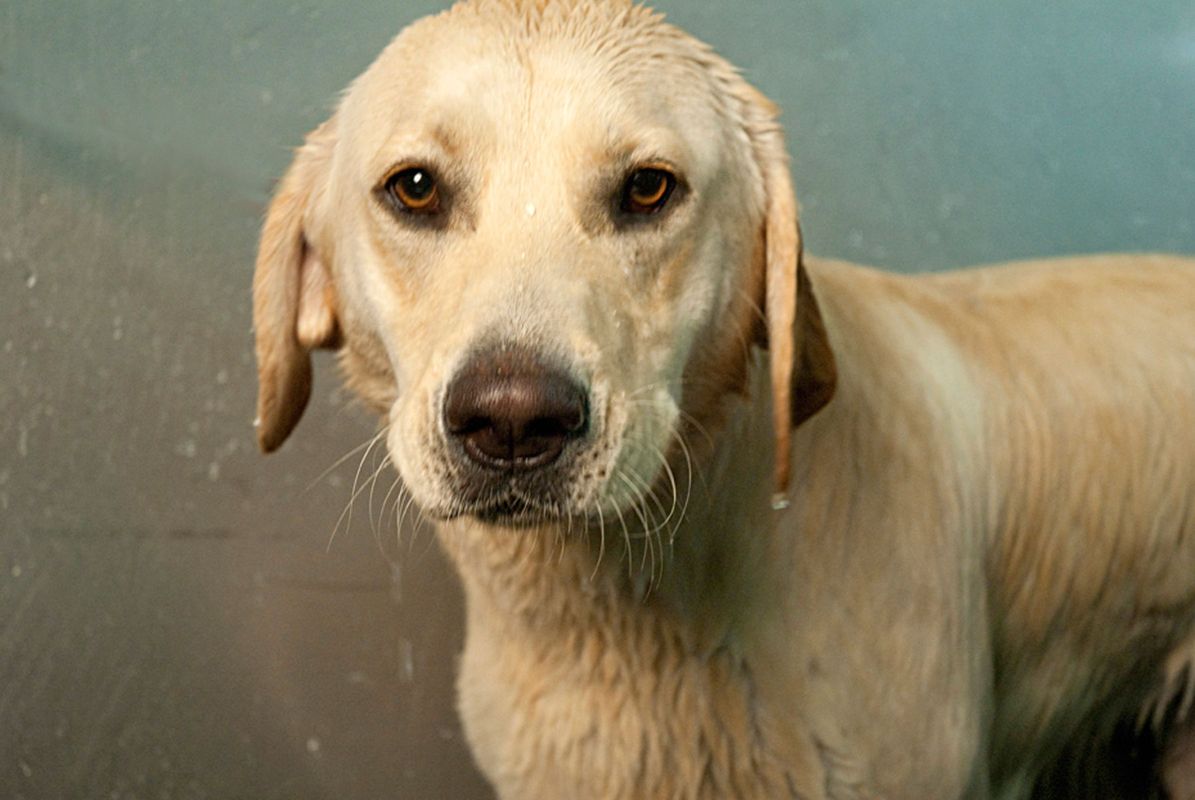 1yellowlab_bath338