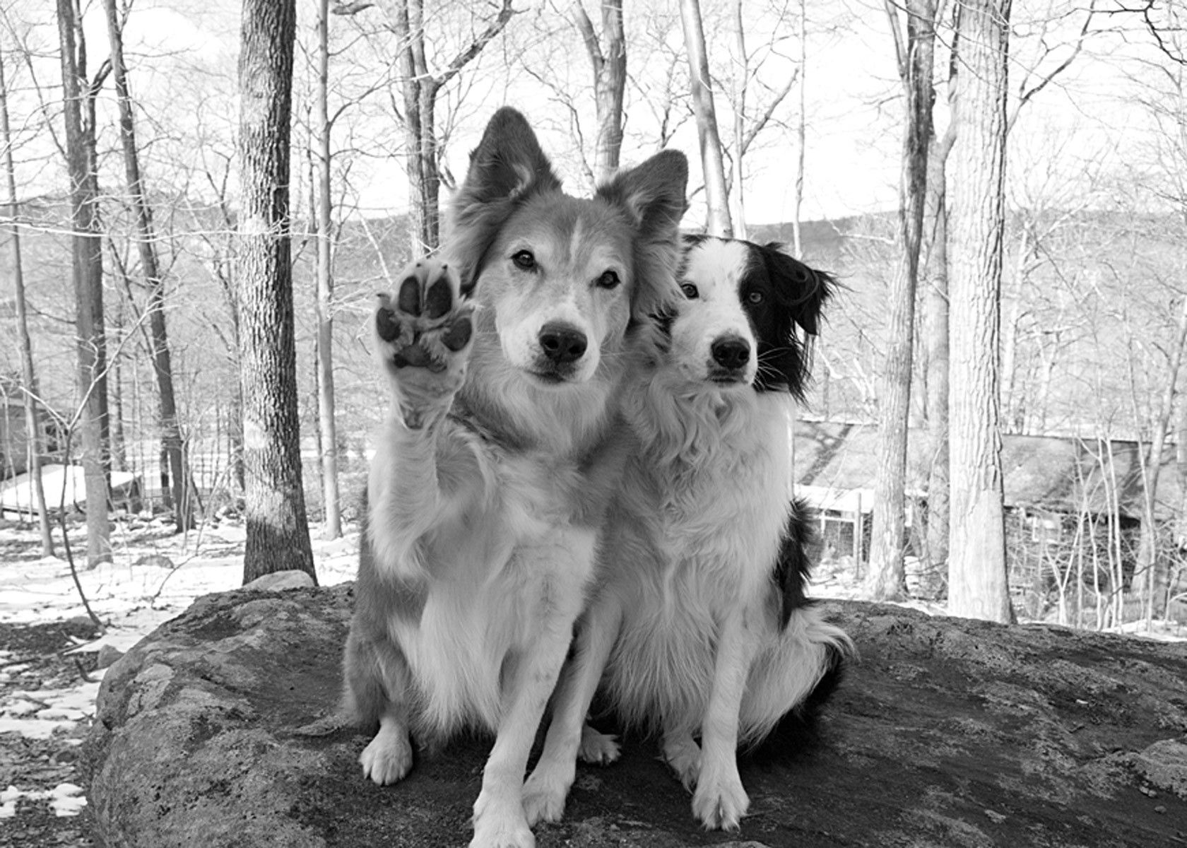 11-bordercollies43_bw
