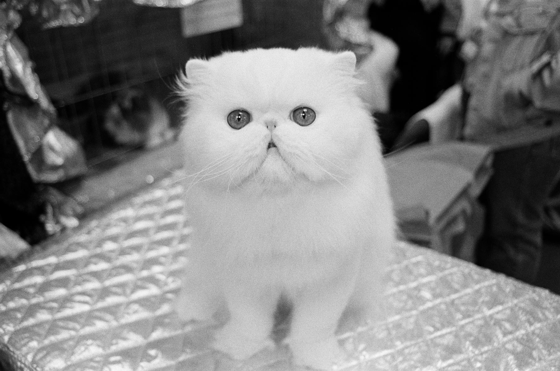 1whitepersiancat