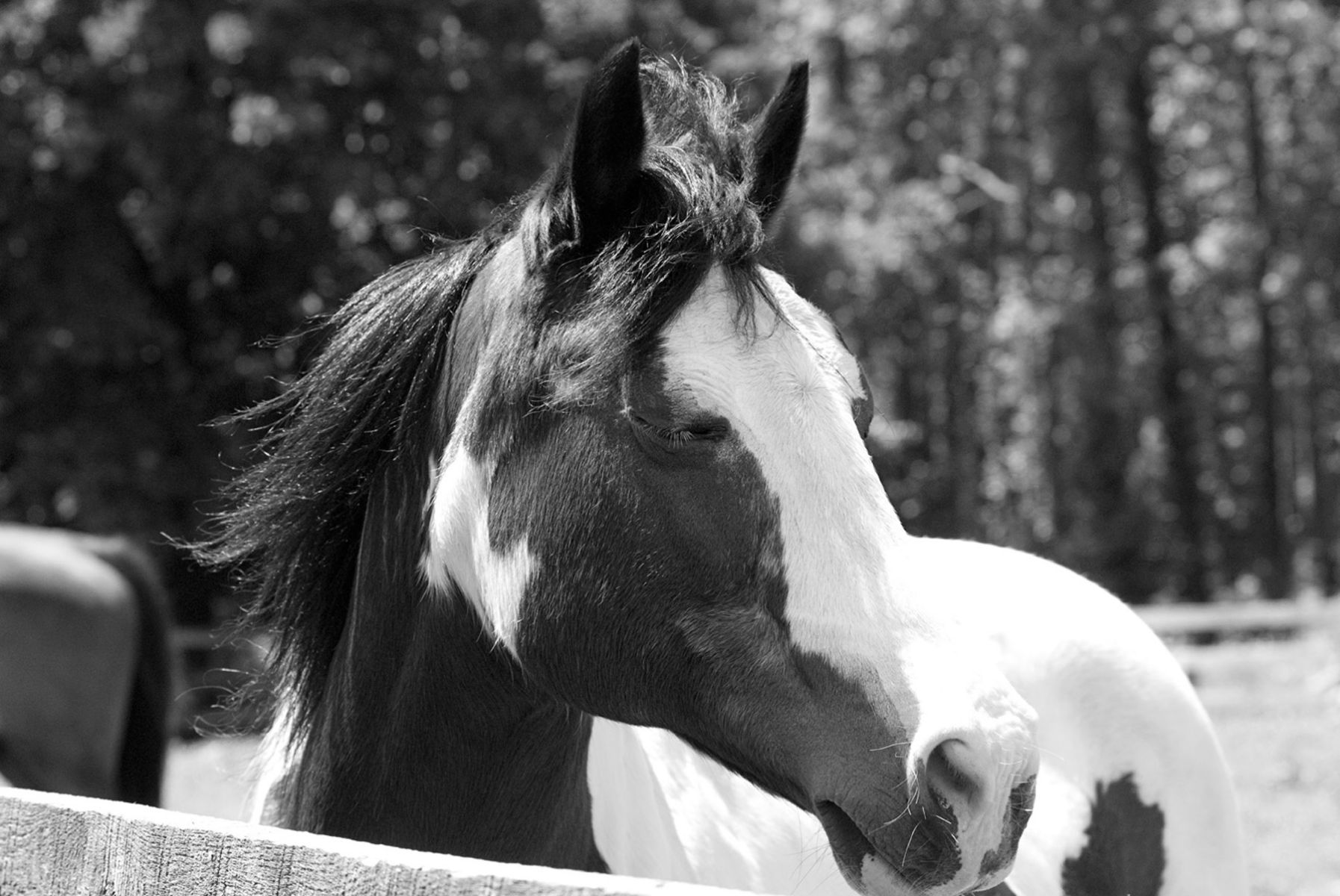 1horse_joy189_bw